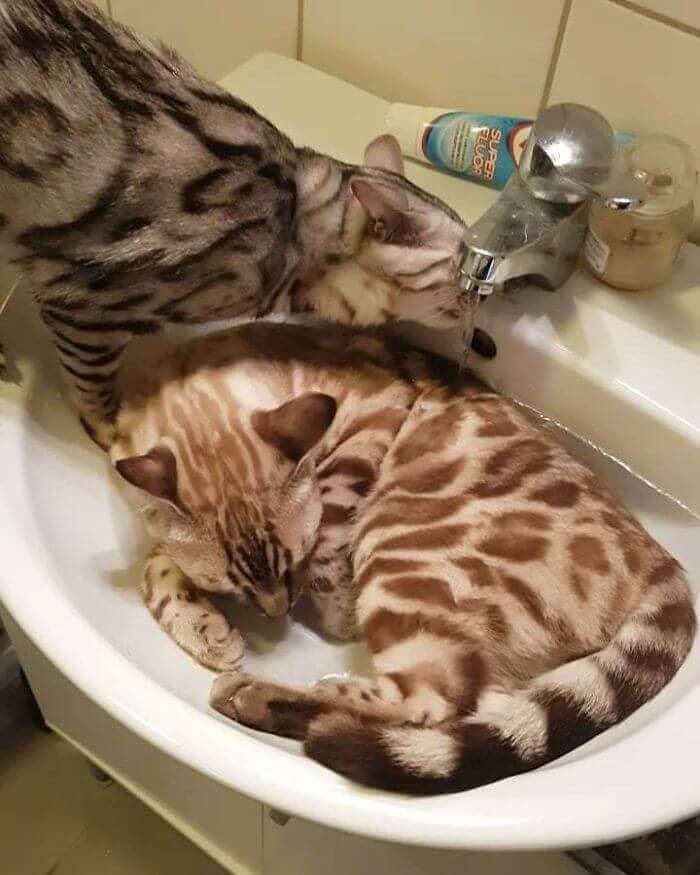 Taking Laziness To A New Level