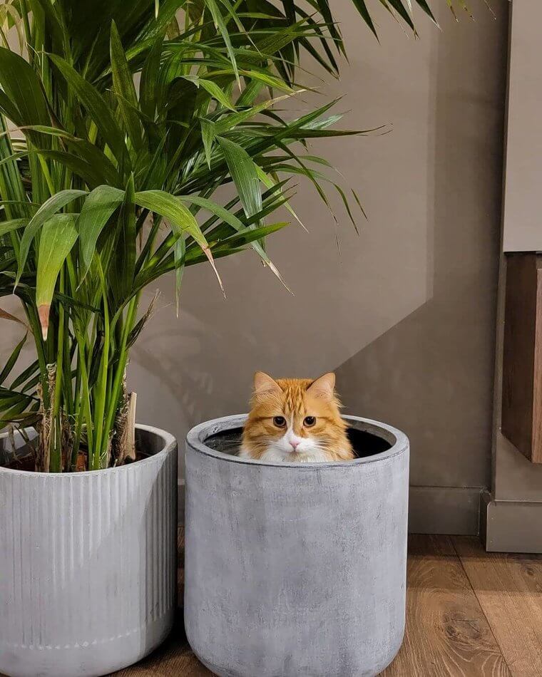 Is It A CATcus Plant?