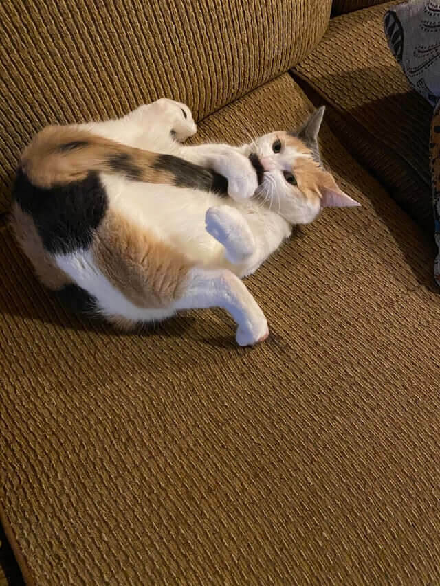 That's A Cute Mustache