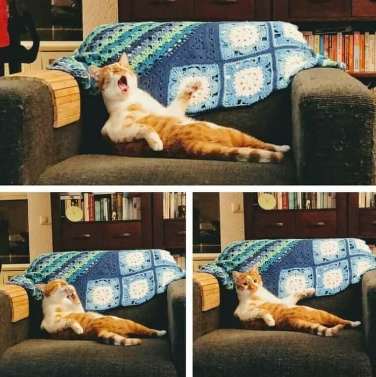 Get That Cat A Drink