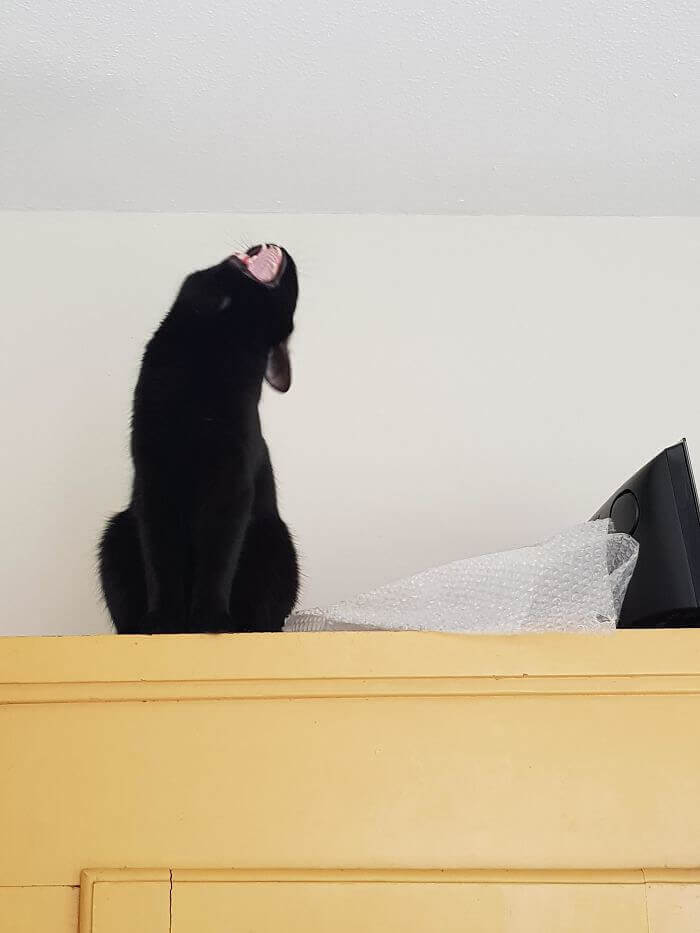 This Cat Is Preparing For His Opera Audition