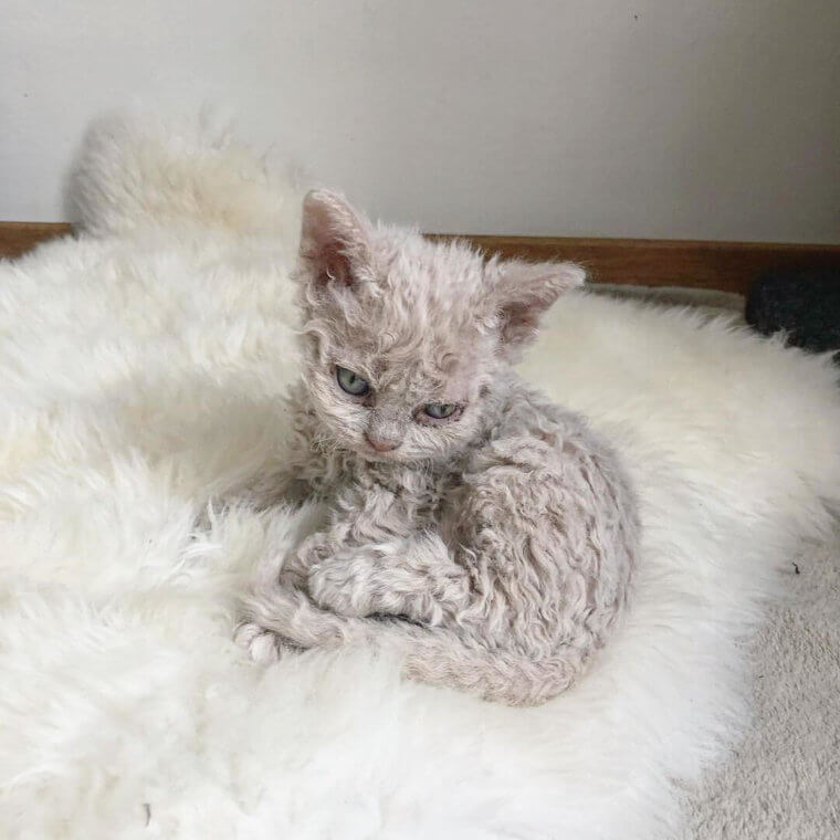 There Is No Such Thing As A "Good Morning" For This Little Fur Monster