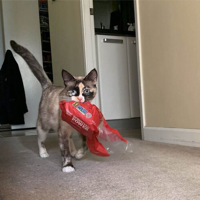 This Cat Is Clearly The Breadwinner Of The Family