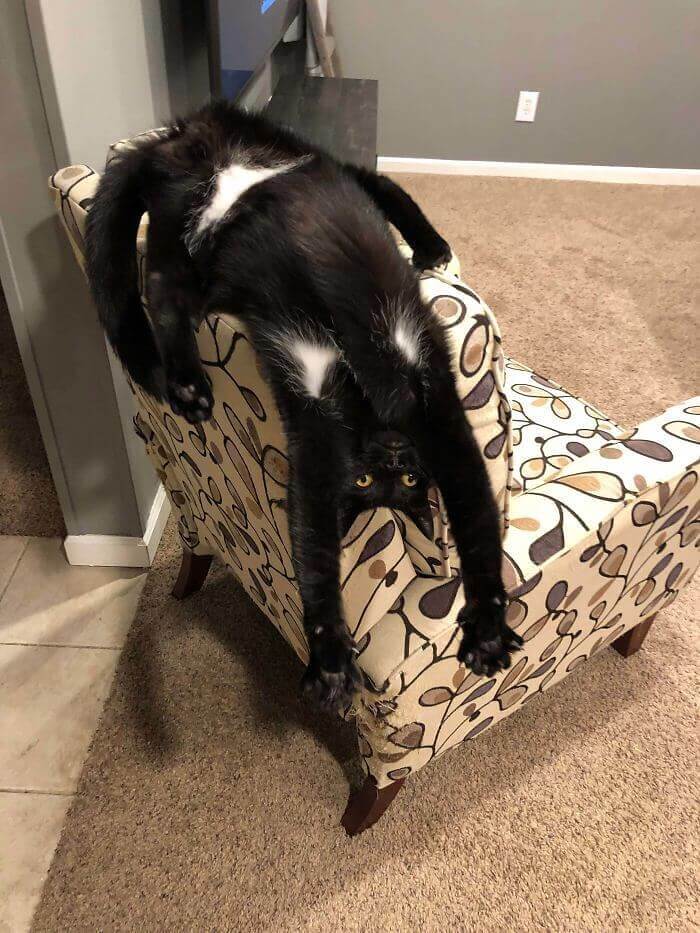 This Cat Needs To Be Rebooted