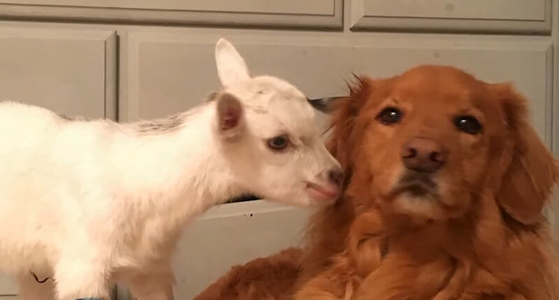 The Time a Goat Fell in Love With a Dog: A True Love Story