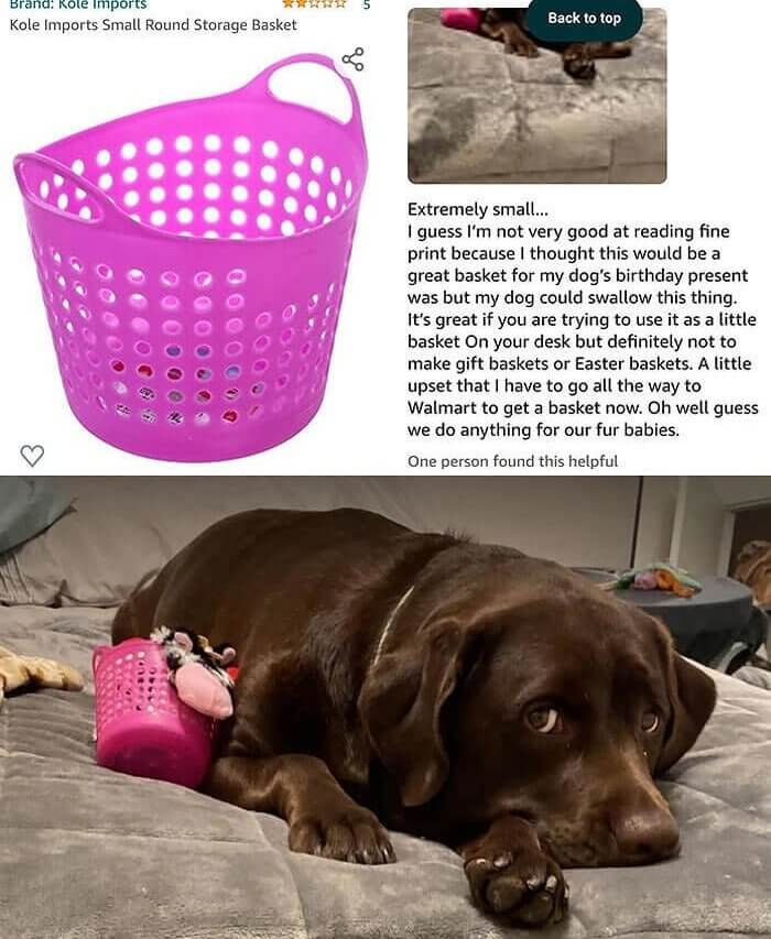 Either That Dog's Huge or That Laundry Basket's Tiny