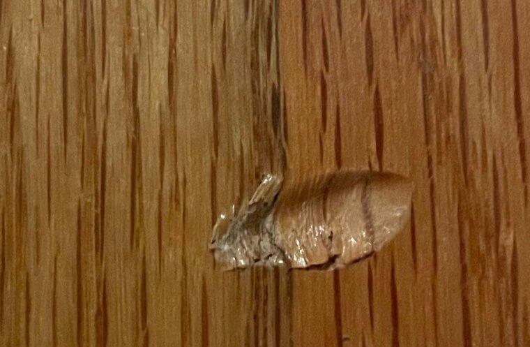 Get Dents Out of Wood