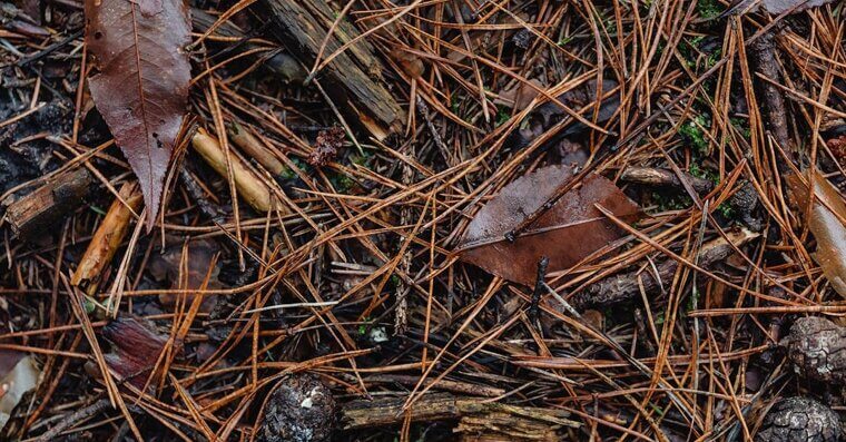 Mulch Leaves for Fall Grass Fertilizer