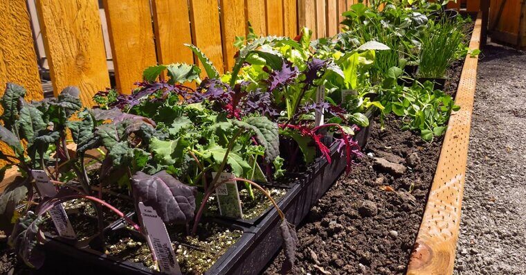 Clean Up Garden Beds