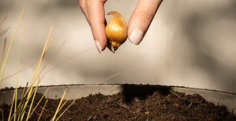 Save Your Tender Bulbs