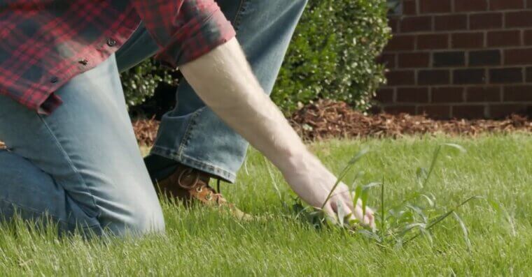 Apply a Pre-Emergent Weed Treatment