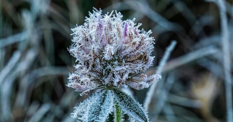 Protect Delicate Plants