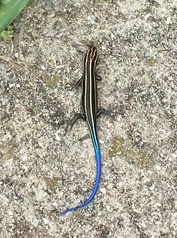 Um lagarto-de-cauda-azul