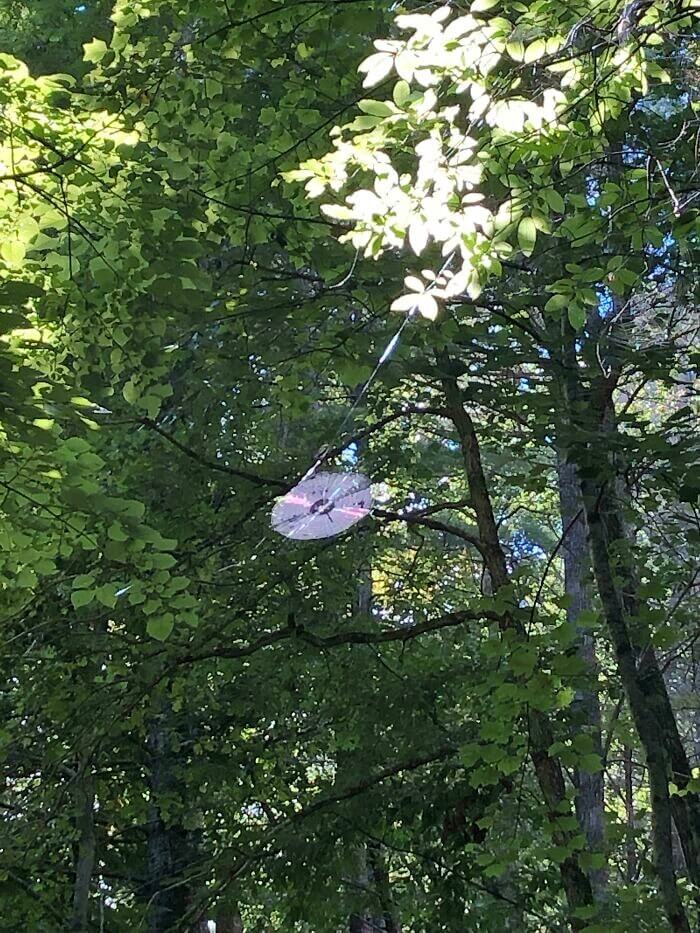 Esta teia de aranha parece um CD