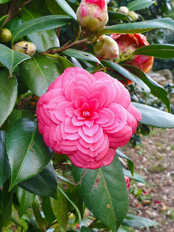 A perfeição da natureza