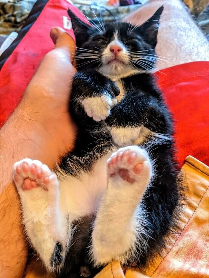 Essa gatinha tem muitos dedos