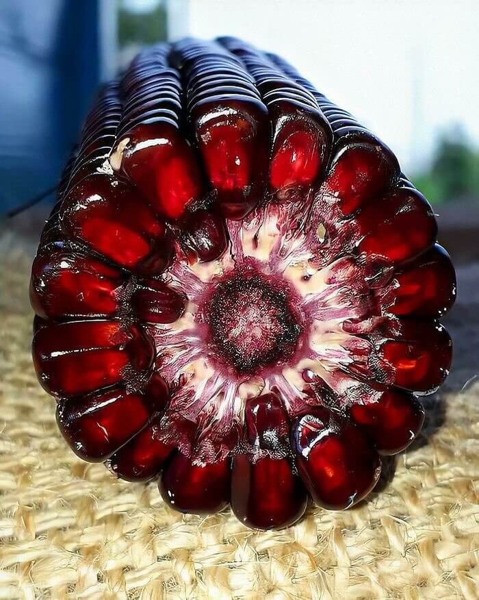 O milho vermelho da Geórgia