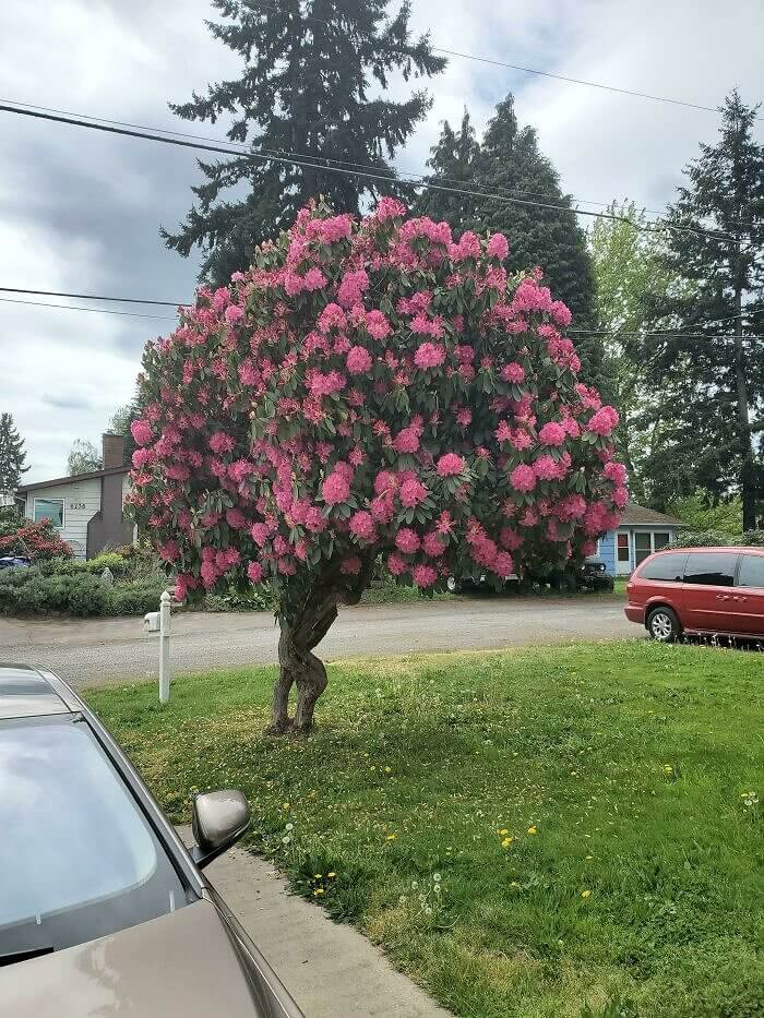 Este Rododendro está tentando fugir?