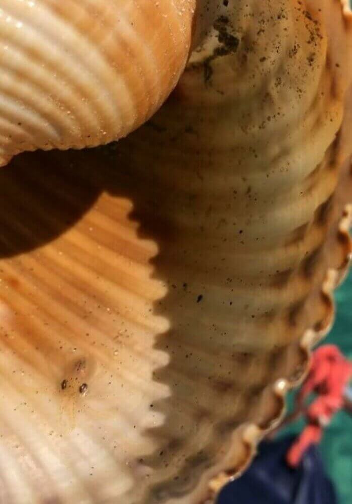 Um polvo minúsculo dentro de uma concha