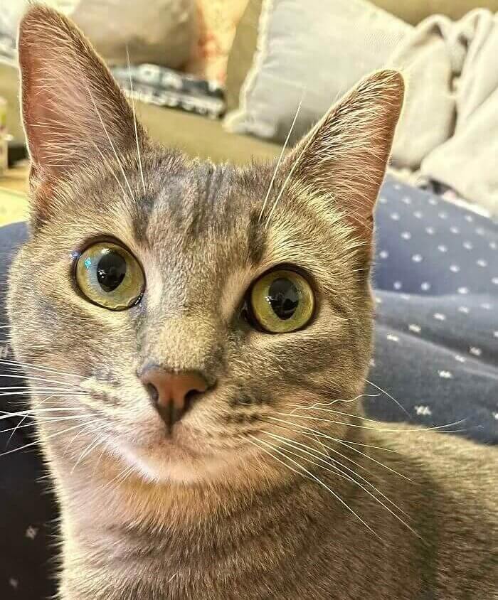 Um gato com um bigode encaracolado