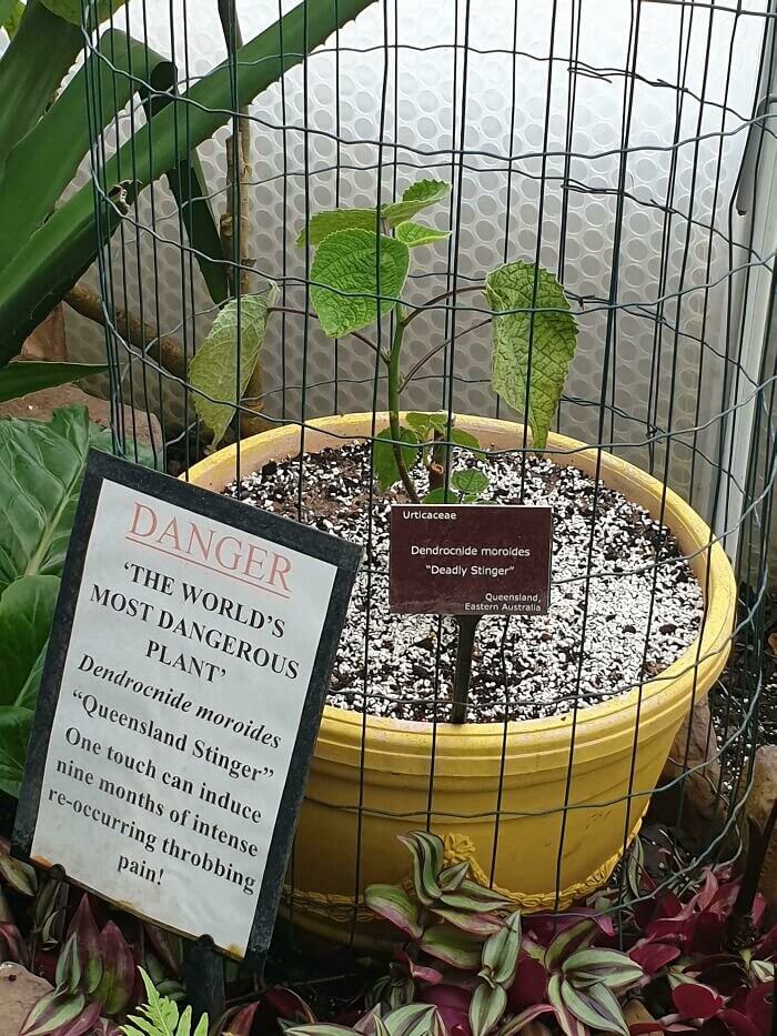 A planta mais perigosa do mundo