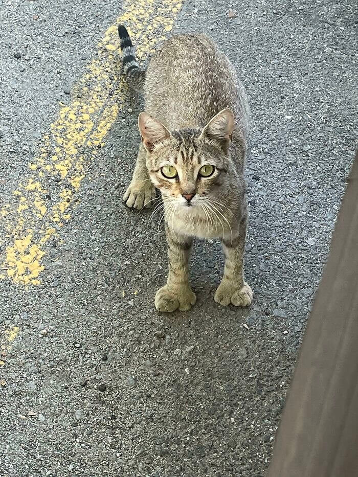 Os dedos deste gato