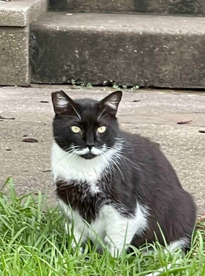Um gato ladrão cavalheiro