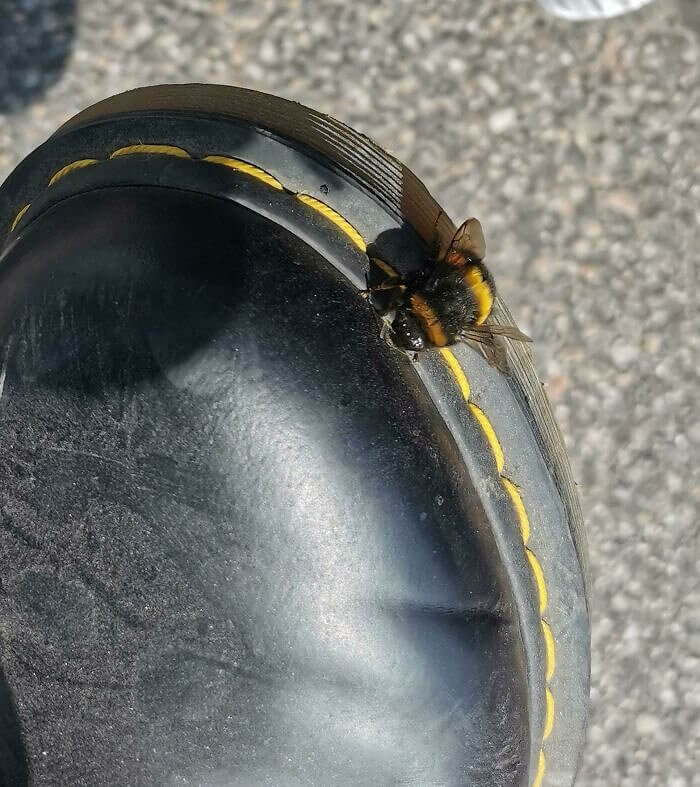 Esta mangangá se alinhou perfeitamente com os pontos do sapato