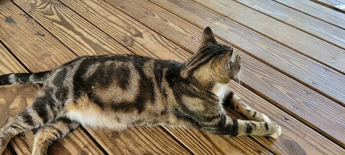 Este gato sabe se expressar