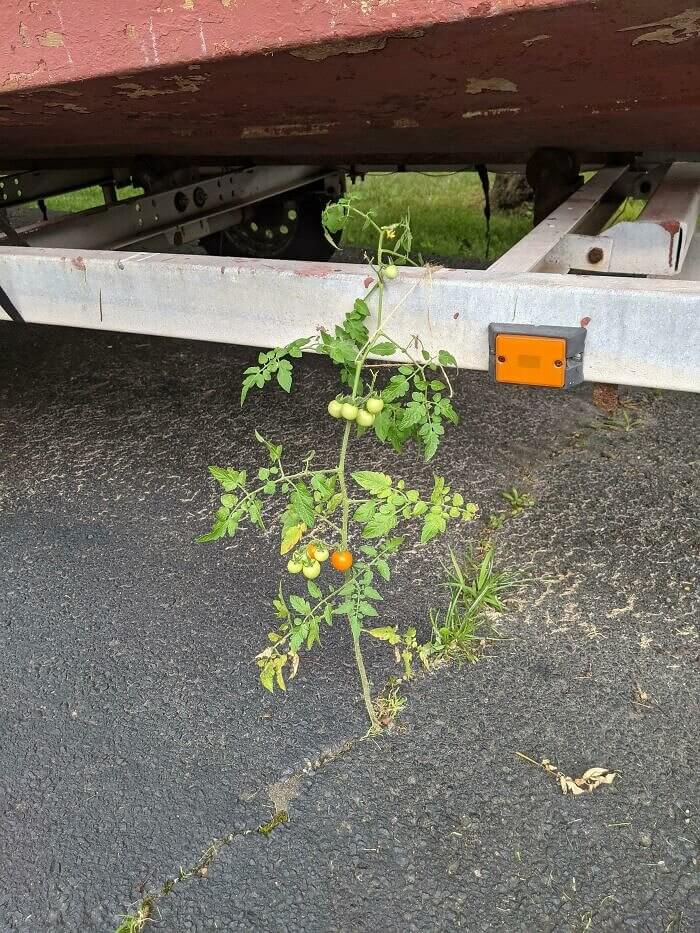 Um tomate na estrada