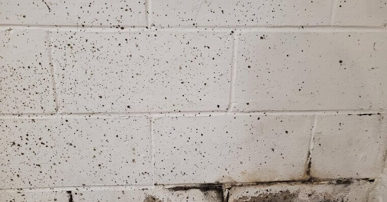 Mold on Exterior Walls