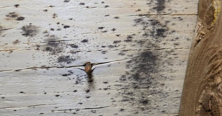 Mold Where Roof Meets Walls