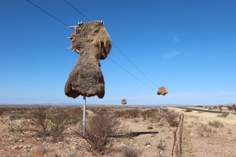 The Massive Grass Fortresses That Can Spontaneously Combust