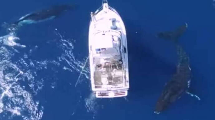 The Heart-Stopping Moment a 40-Ton Marine Behemoth Sized Up a Tiny Boat