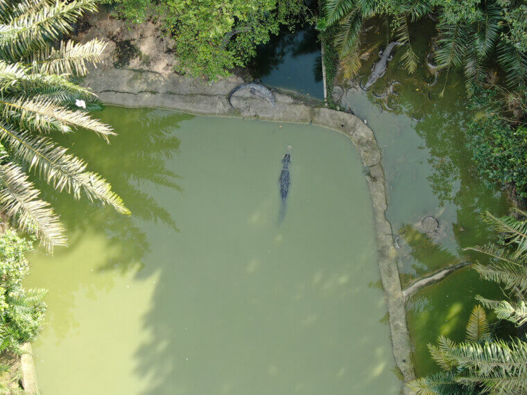 Escaping From Crocodile Farm