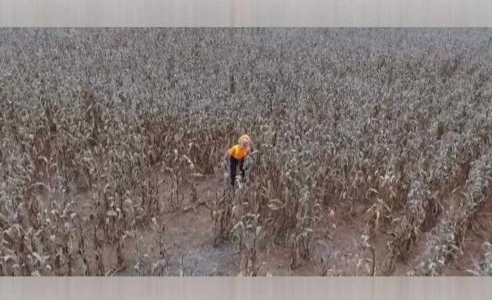 A Grinning Clown Was Found Standing Perfectly Still in This Dying Cornfield