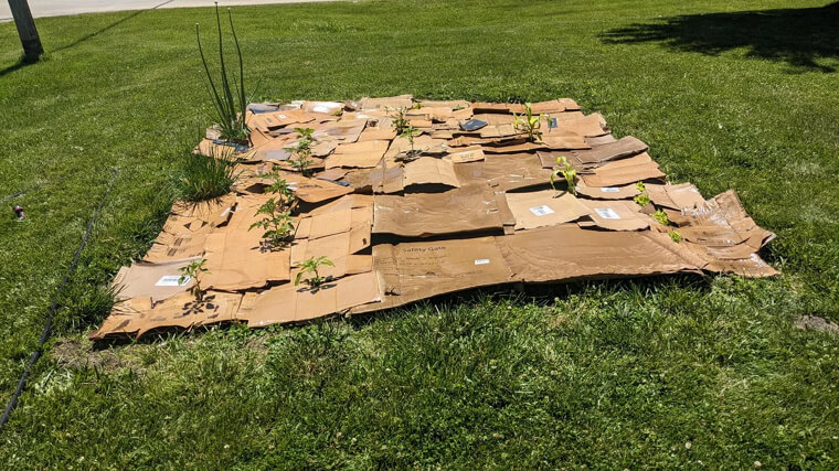 Place Cardboard Under The Garden To Eliminate Weeds