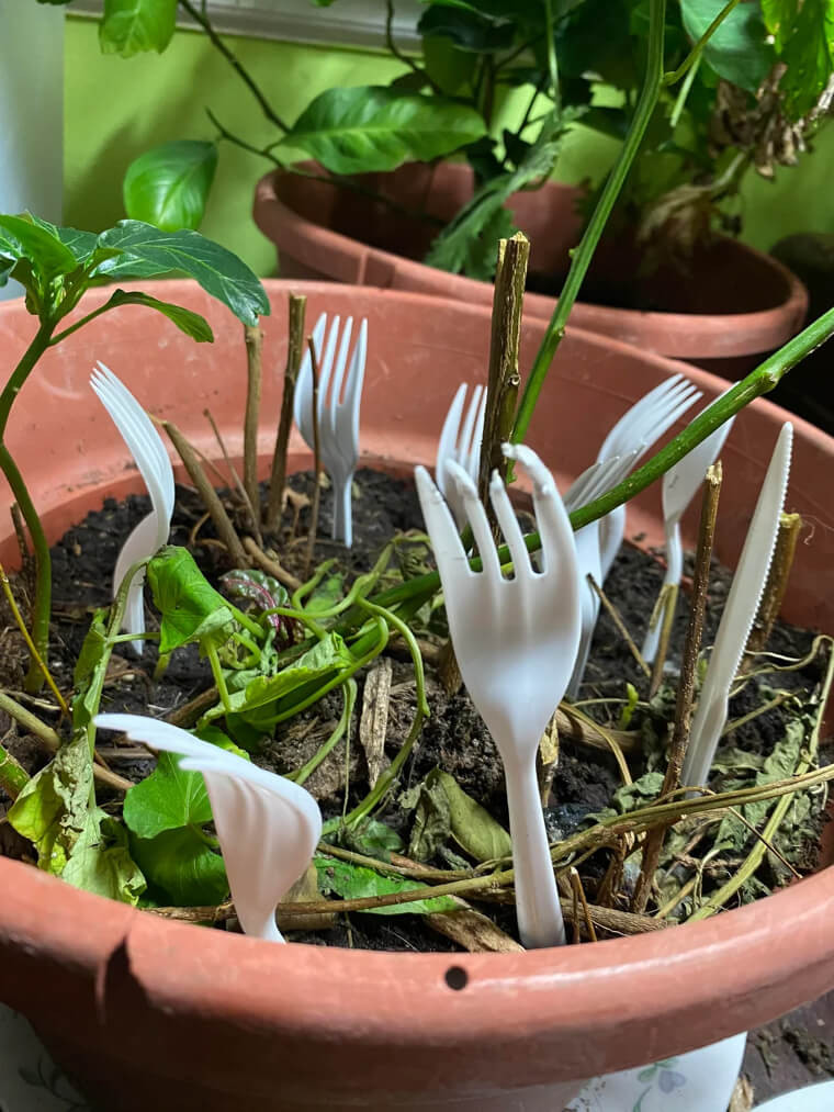 Place Plastic Forks In A Garden To Scare Off Small Pests