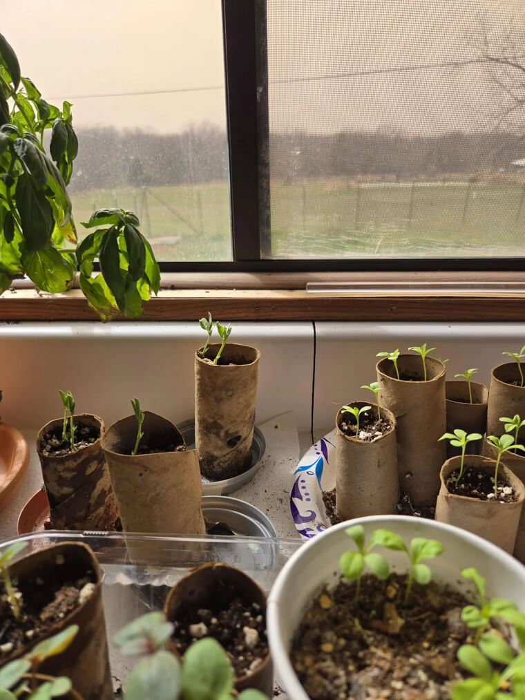 Reuse Toilet Paper Rolls For Plant Seedlings