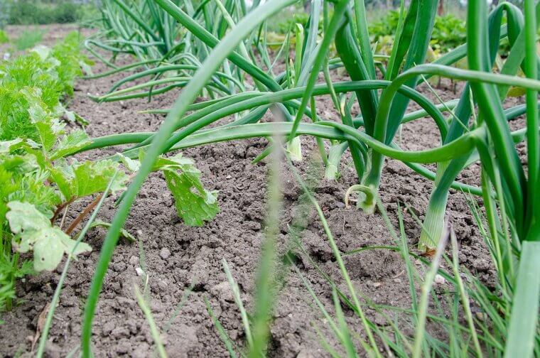 Use A Muffin Tin For Easy Garden Spacing