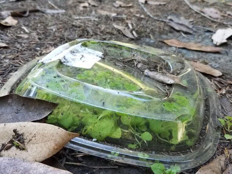 Use Plastic Containers For The Perfect Plant Conditions