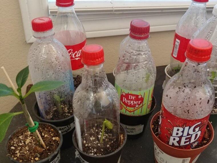 Turn A Plastic Bottle Into A Greenhouse