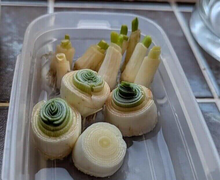 How to Grow New Plants From Your Kitchen Leftovers