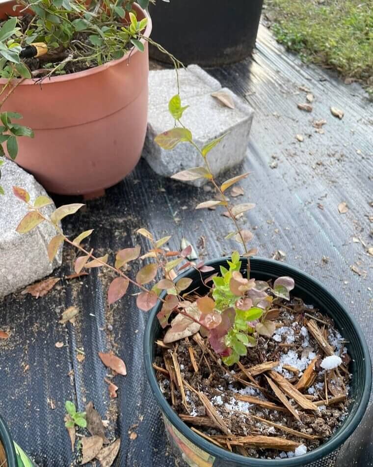 Add Salt To A Garden For Easy Fertilizer