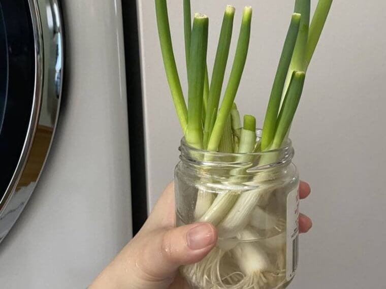 A Simple Way To Grow Green Onions Indoors