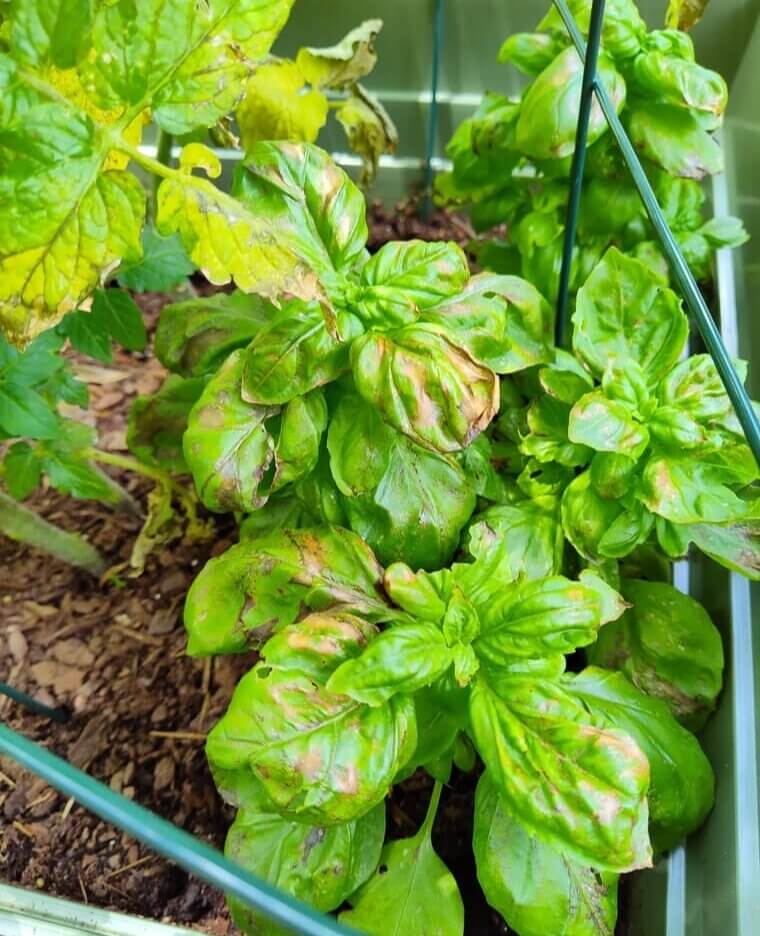 Sprinkle Some Soap In The Garden To Rid It Of Pests