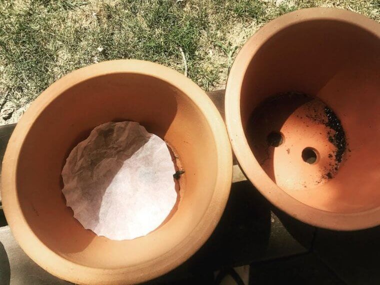 Use Coffee Filters In Plant Pots To Keep Soil In Place