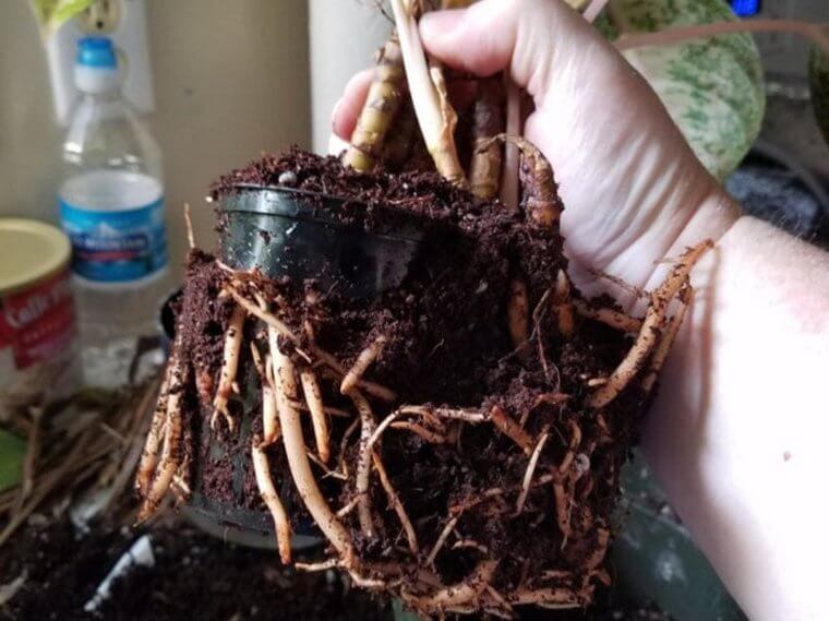 Bury Plastic Pots To Keep Plants From Spreading