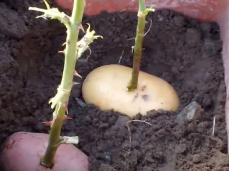 Put Rose Cuttings In Potatoes And Watch Them Grow