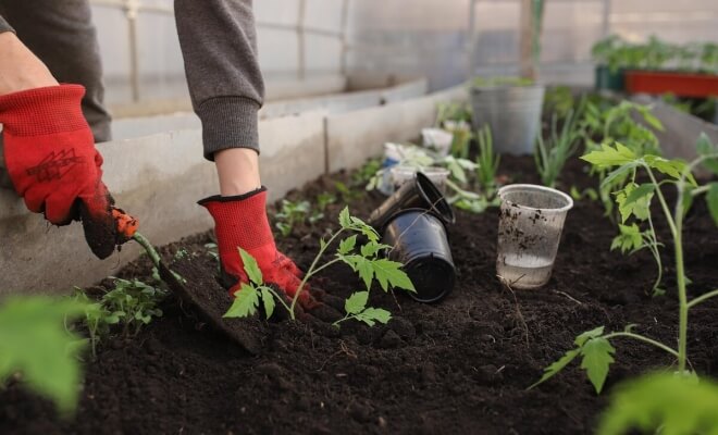 Simple Ways to Start a Garden Without Overspending
